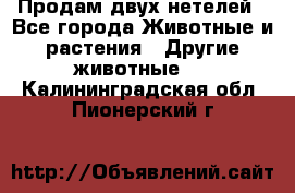 Продам двух нетелей - Все города Животные и растения » Другие животные   . Калининградская обл.,Пионерский г.